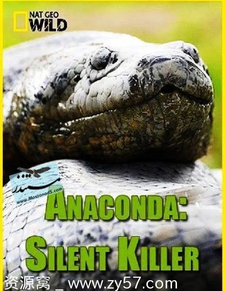 纪录片《蟒蛇：沉默杀手》美国2014年高清完整版在线观看 - 零零盘