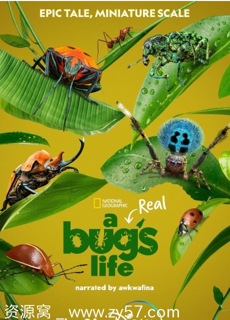 美国纪录片《虫虫历险记》1-2季全集2024-2025更新 - 零零盘