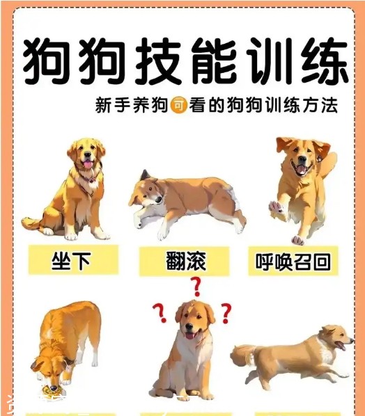 狗狗训练必看 专业训犬教程全解析 140节实战课程分享 - 零零盘