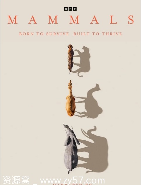 英国纪录片《哺乳动物星球》2024高清完整版资源分享 - 零零盘