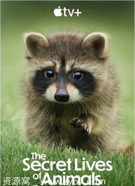 美国纪录片《动物的秘密生活》（2024）豆瓣8.6分 资源分享 - 零零盘