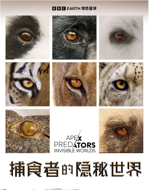 捕食者的隐秘世界海报