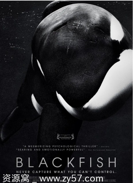 美国纪录片《黑鲸》（2013）豆瓣8.8 分享高清资源 - 零零盘