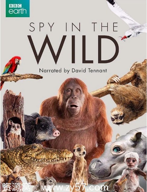 高清完整版英国纪录片《荒野间谍》第一季第二季（2017-2020）在线观看 - 零零盘