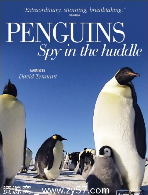 英国纪录片《企鹅群里有特务》2013豆瓣9.7高清在线观看 - 零零盘