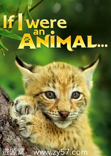 英国纪录片《如果我是一只动物》2018豆瓣9.2高清资源分享 - 零零盘