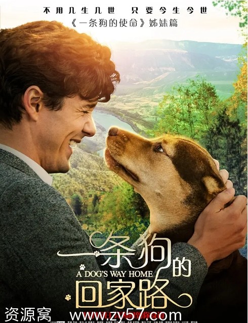 一条狗的回家路电影海报