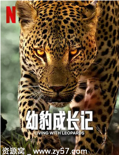 英国纪录片《幼豹成长记》（2024）豆瓣8.1 高分推荐 - 零零盘