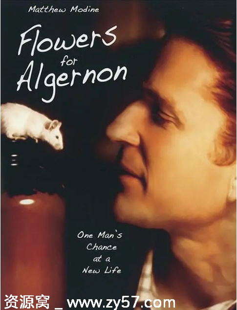美国电影《献给阿尔吉侬的花束》2000版剧情解说 豆瓣评分7.8 - 零零盘