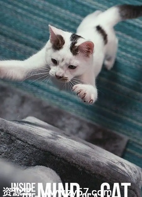 《喵星人的奇思妙想》海报