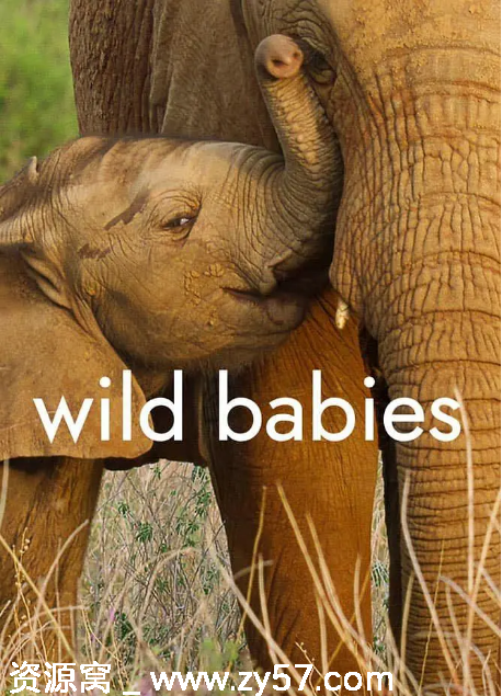 美国纪录片《野生动物宝宝》2022豆瓣8.4分高清资源分享 - 零零盘