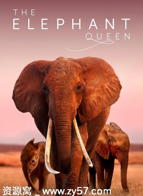 英国纪录片《大象女王》2018豆瓣9.4高清完整版下载 - 零零盘